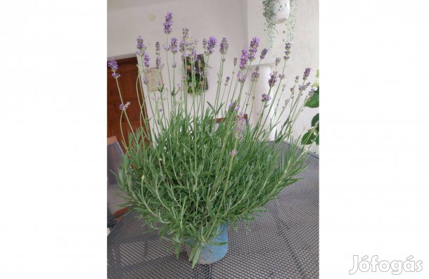 Levendula termelőtől közvetlenülk