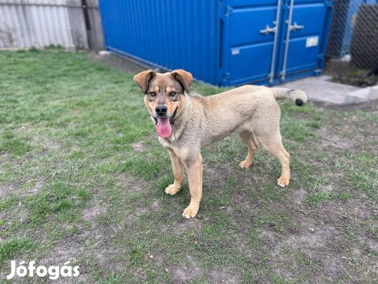 Levente gazdit keres