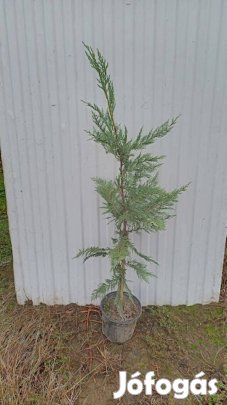 Leyland ciprus kont.eladó