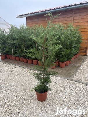 Leylandi Ciprus 100-120cm Termelőtől! Akár Szállítva