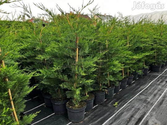 Leylandi Ciprus 90/100 cm Termelőtől! Országosan!