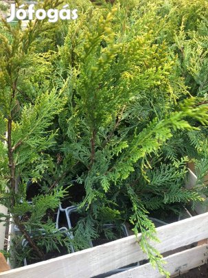 Leylandi Ciprus Eladó