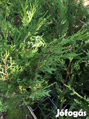 Leylandi Ciprus Eladó