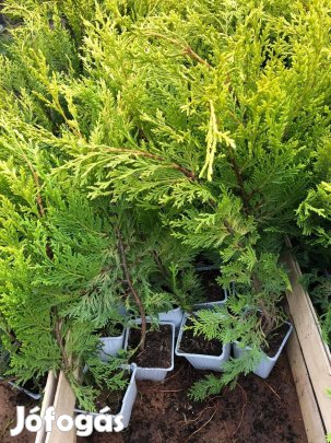 Leylandi Ciprus Eladó