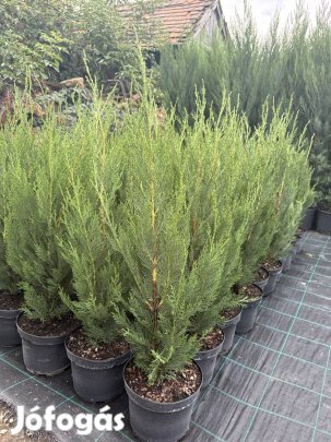 Leylandi Ciprus Green Rocket Oszlopos 80-90cm! Termelőtől!