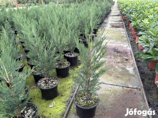Leylandi Ciprus Oszlopos 40/50cm! Termelőtől akár szállítva!