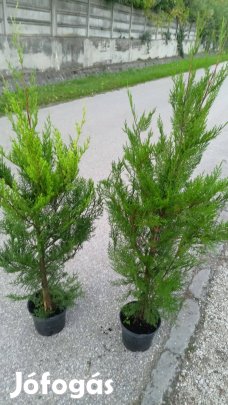 Leylandi Ciprus Vito eladó 80-100 cm 2300 Ft-ért !
