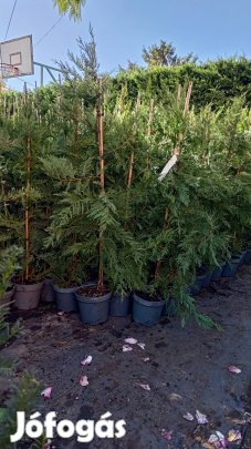 Leylandi Ciprus akció 