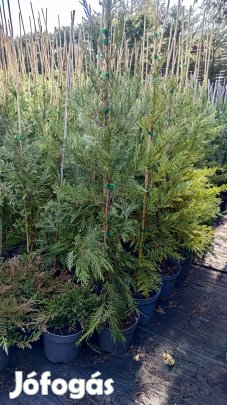 Leylandi Ciprus sárgás zöld 