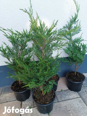 Leylandi Ciprus tövek eladók! Kedvező árú sövénynövény!