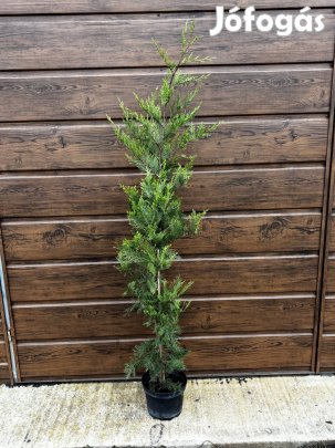 Leylandi ciprus 140cm