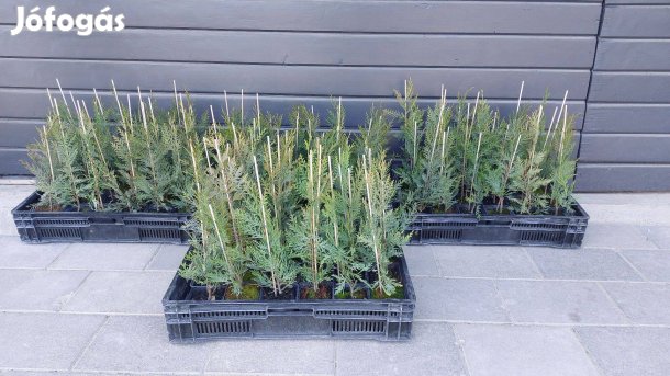 Leylandi ciprus 25-35cm