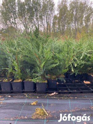 Leylandi ciprus 40 cm 700 ft