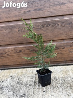 Leylandi ciprus 40cm