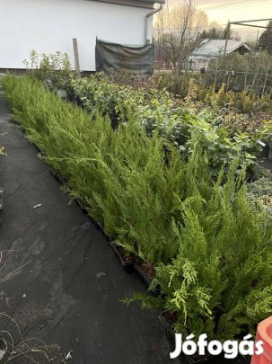 Leylandi ciprus 60-70  cm 