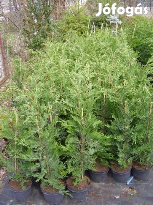 Leylandi ciprus 60-80 cm, 1800 Ft ,Házhoz szállítás!