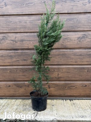 Leylandi ciprus 70-80cm