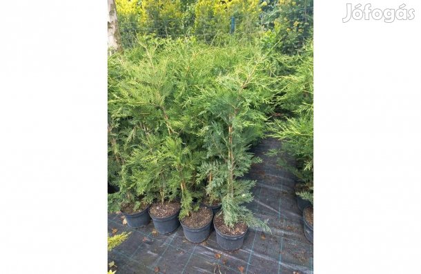 Leylandi ciprus 80-100cm örökzöld sövény bokor kerítés