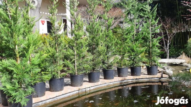 Leylandi ciprus Akció