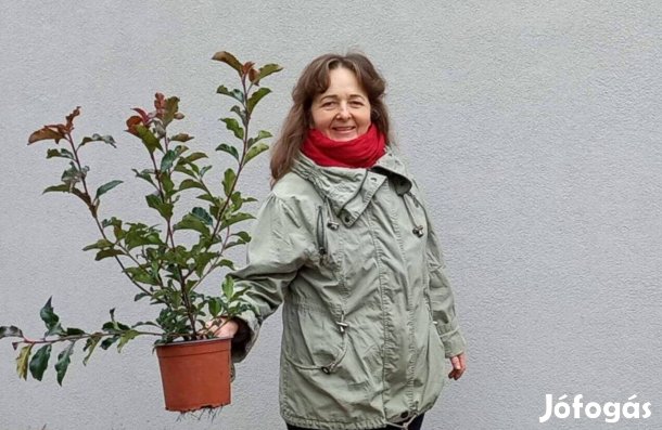 Leylandi ciprus, korallberkenye, kakiszilva, pekándió, málna növény