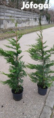 Leylandi ciprus eladó 120-140 cm 3000 Ft ! Akció !