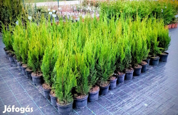 Leylandi ciprus green rocket oszlopos sövény bokor