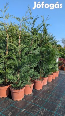 Leylandi ciprus lejlandi örökzöld sövény bokor