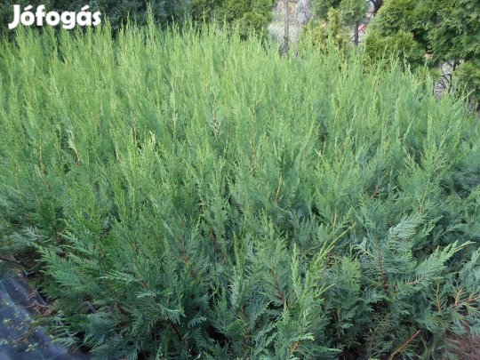Leylandi ciprus szép,egészséges gyors növekedésű 60-70 cm 1500 Ft