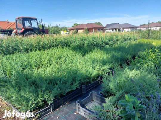 Leylandi ciprus termelőtől