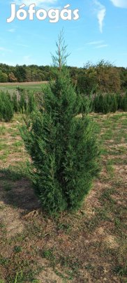 Leylandi ciprusok, tiszafák, babérmeggyek termelőtől eladó