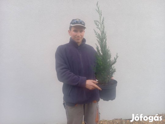 Leylandii ciprus, gránátalma, kivi, füge, pekándió, babérmeggy