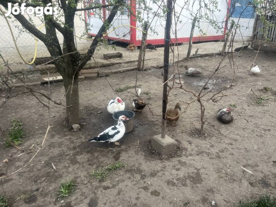 Liba , néma kacsa , vadkacsa eladó !