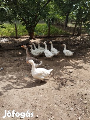 Liba ,kacsa eladó
