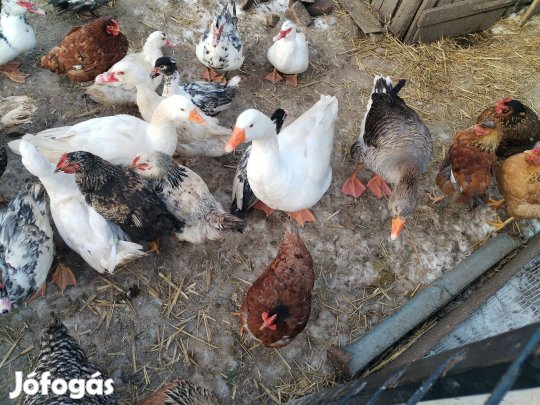 Liba eladó vagy cserélhető