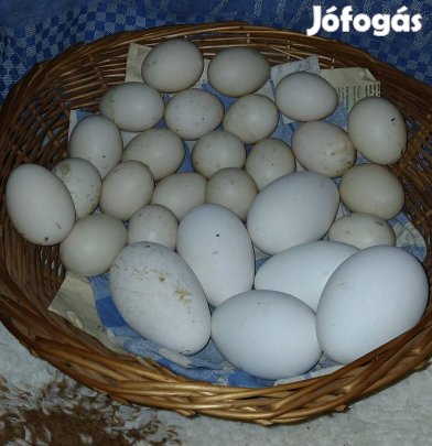 Liba és néma kacsa tojások keltetésre eladók