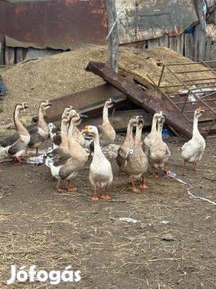 Liba kopasztva eladó