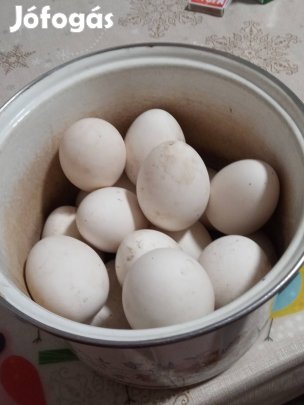 Liba tojás eladó