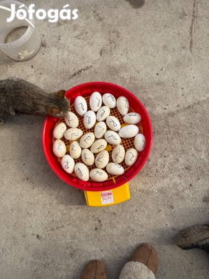 Liba tojás eladó Győr