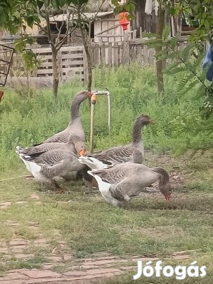 Liba tojás eladó.Hajdúszováton .