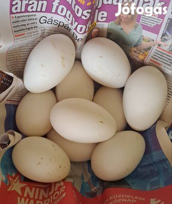 Liba tojás eladó