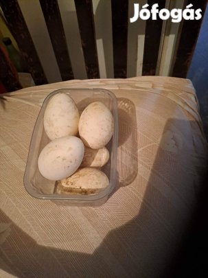 Liba tojás keltetésre