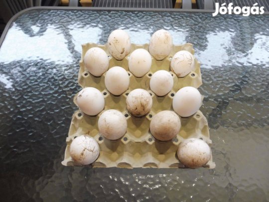 Liba tojás keltetésre