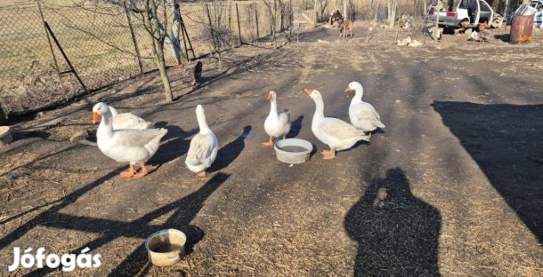 Liba tojás tovább gurulna 