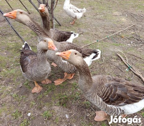 Liba tojó és gúnár