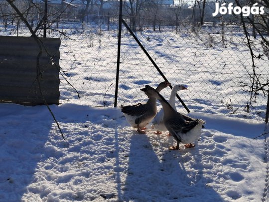 Libacsalád 2 tojó 1 gúnár