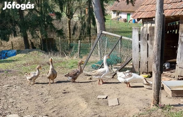 Libák költöznének