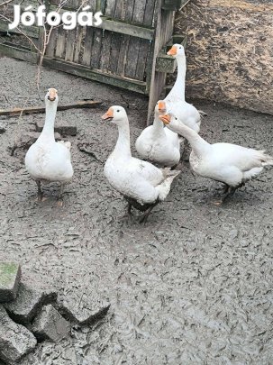 Libák költöznének