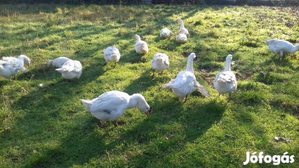 Libák.magyar fehér