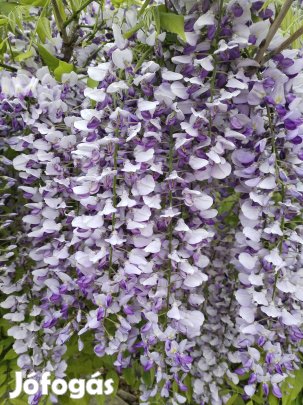 Lila akác mag 10 db