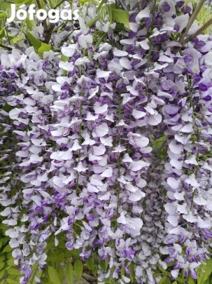 Lila akác mag 10 db 